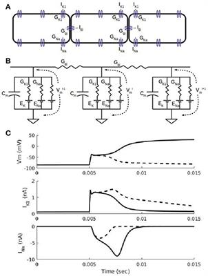 Reciprocal Modulation of IK1–INa Extends Excitability in Cardiac Ventricular Cells